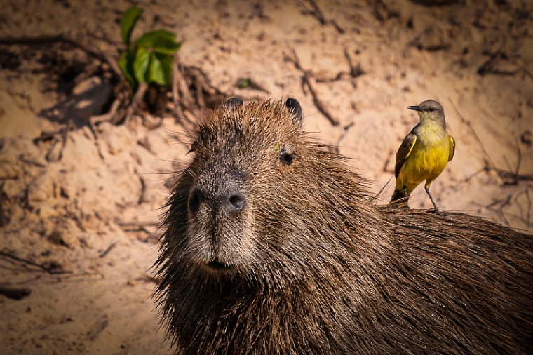 030 Noord Pantanal, capibara.jpg
